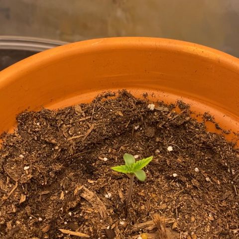 GTA Cargo growlog photo: ☘️☘️☘️