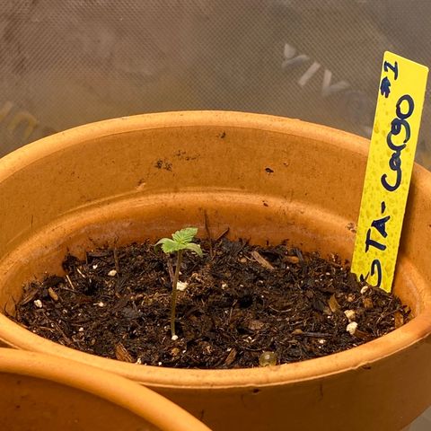 GTA Cargo growlog timeline photo