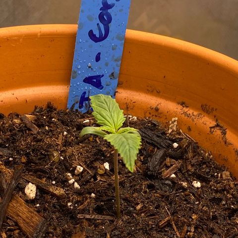 GTA Cargo growlog timeline photo