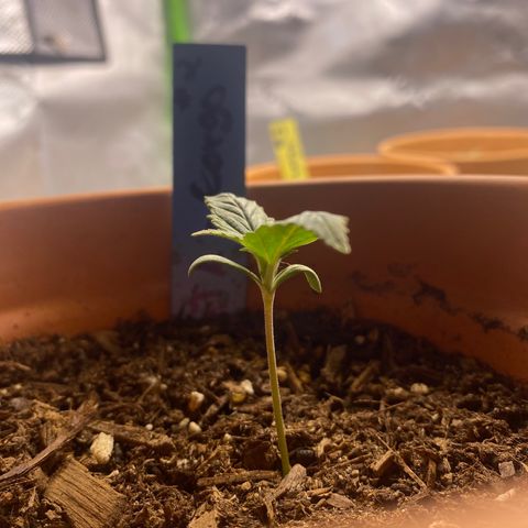 GTA Cargo growlog timeline photo