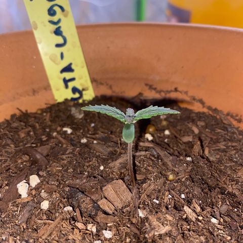 GTA Cargo growlog timeline photo
