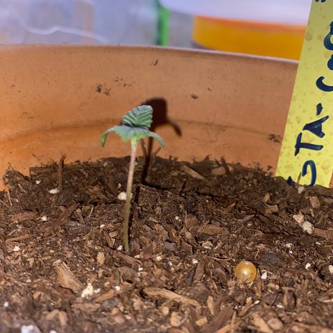 GTA Cargo growlog timeline photo