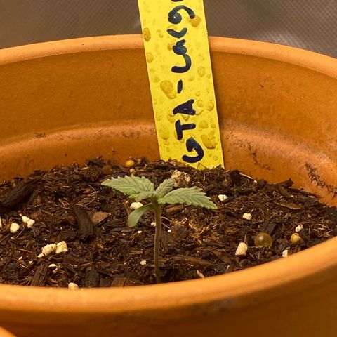 GTA Cargo growlog timeline photo