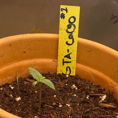 GTA Cargo growlog timeline photo