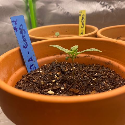 GTA Cargo growlog timeline photo