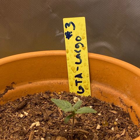 GTA Cargo growlog timeline photo