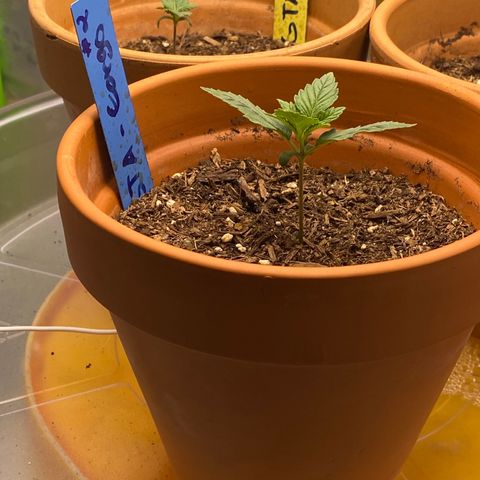 GTA Cargo growlog timeline photo