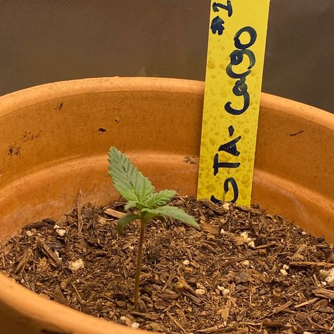 GTA Cargo growlog timeline photo