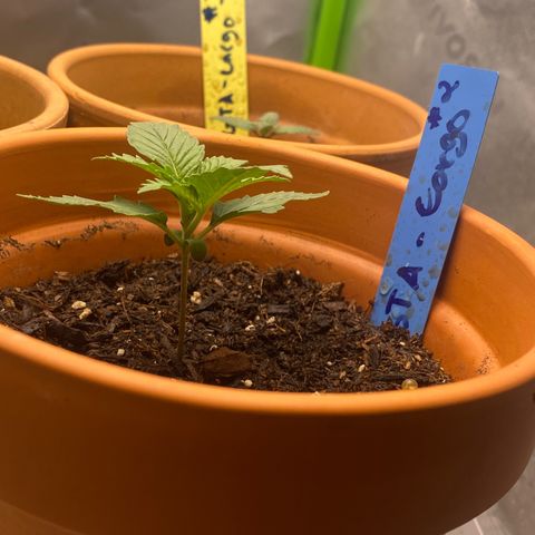 GTA Cargo growlog timeline photo