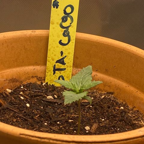 GTA Cargo growlog timeline photo
