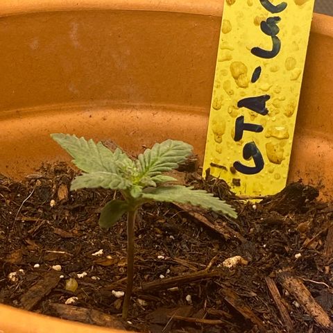 GTA Cargo growlog timeline photo