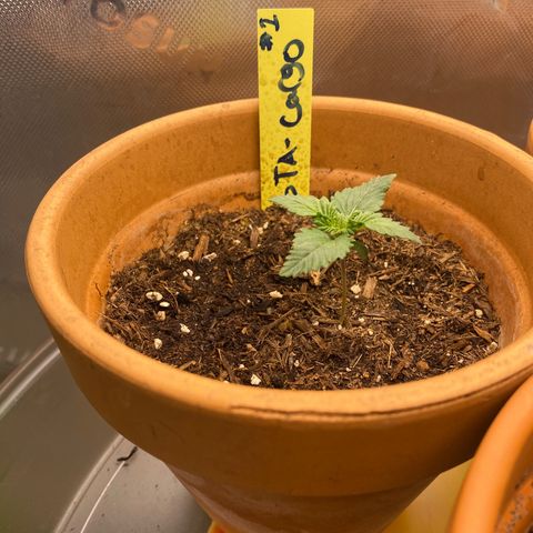 GTA Cargo growlog timeline photo