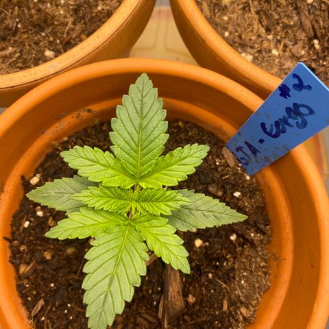 GTA Cargo growlog timeline photo
