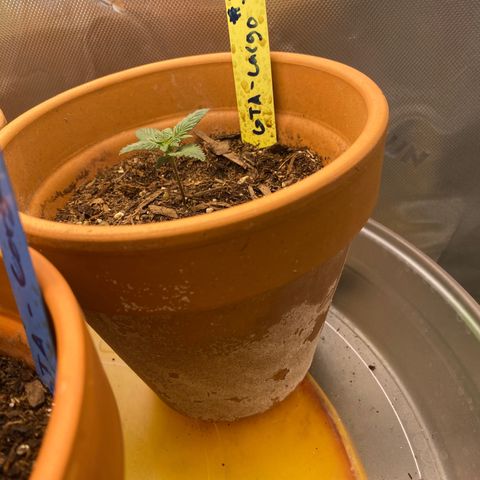 GTA Cargo growlog timeline photo