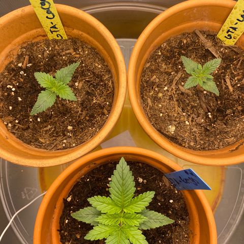 GTA Cargo growlog timeline photo