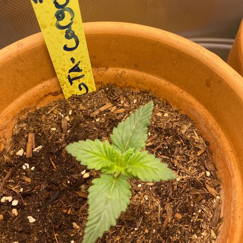 GTA Cargo growlog timeline photo