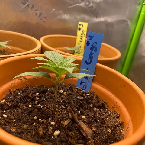 GTA Cargo growlog timeline photo