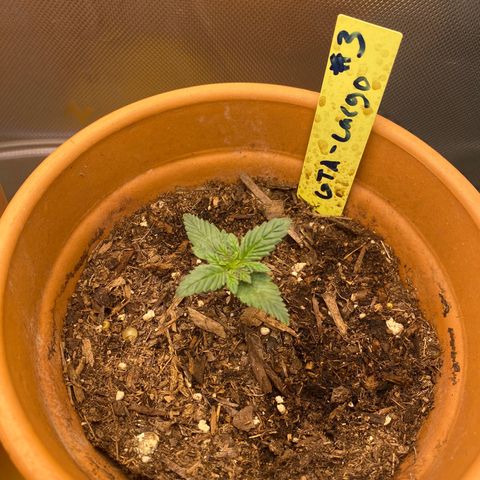 GTA Cargo growlog timeline photo