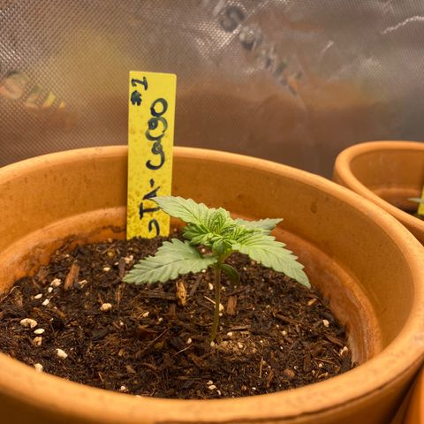 GTA Cargo growlog photo: I’m spotting the leave curve up weird , I also transferred them into a 3 gallon pots