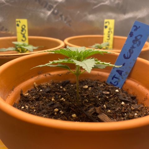 GTA Cargo growlog photo: I’m spotting the leave curve up weird , I also transferred them into a 3 gallon pots