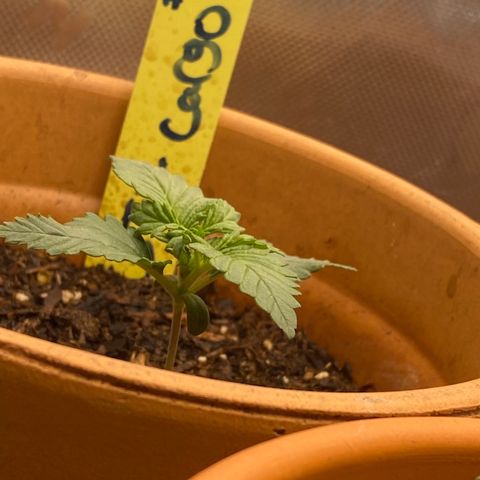 GTA Cargo growlog photo: I’m spotting the leave curve up weird , I also transferred them into a 3 gallon pots