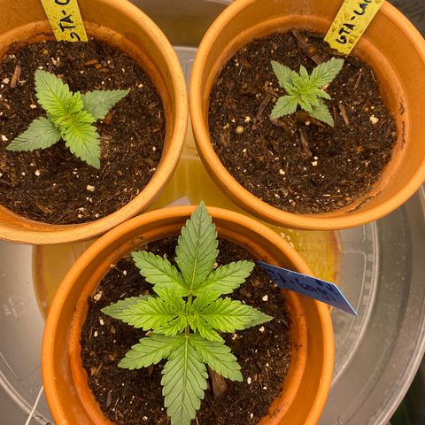 GTA Cargo growlog photo: I’m spotting the leave curve up weird , I also transferred them into a 3 gallon pots