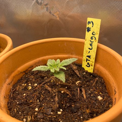 GTA Cargo growlog photo: I’m spotting the leave curve up weird , I also transferred them into a 3 gallon pots
