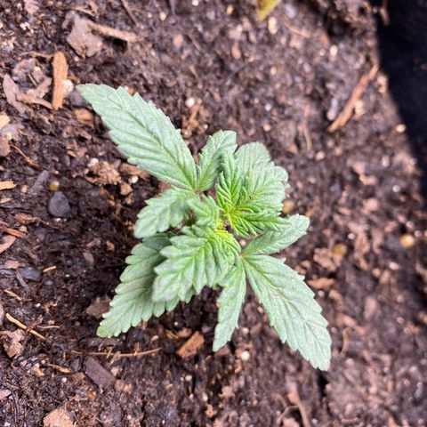 GTA Cargo growlog photo: I clipped 1 & 3 , they look like their responding well to the transplant