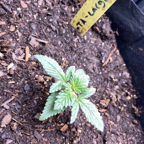 GTA Cargo growlog photo: I clipped 1 & 3 , they look like their responding well to the transplant