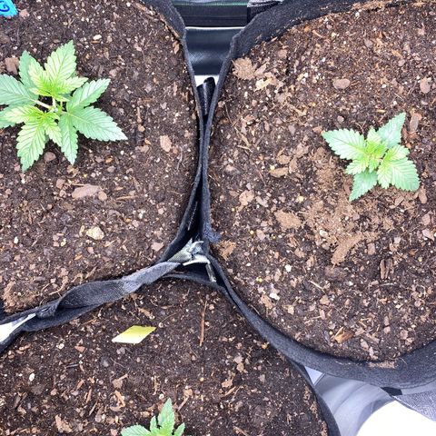 GTA Cargo growlog photo: I clipped 1 & 3 , they look like their responding well to the transplant