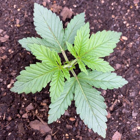 GTA Cargo growlog photo: I clipped 1 & 3 , they look like their responding well to the transplant