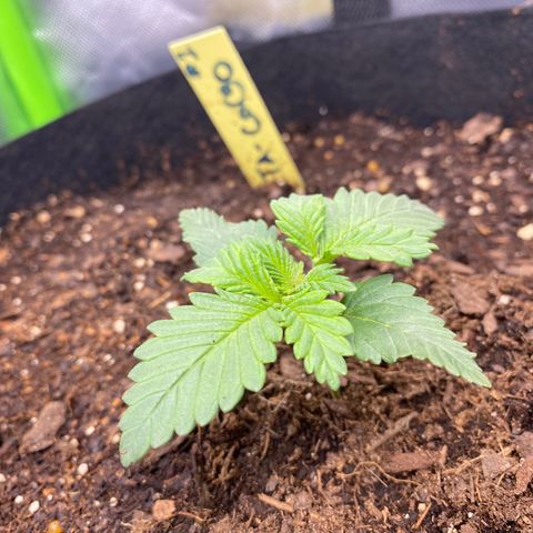 GTA Cargo growlog photo: I clipped 1 & 3 , they look like their responding well to the transplant