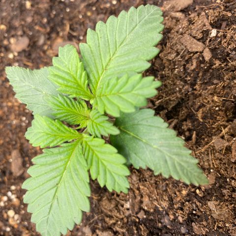 GTA Cargo growlog photo: I clipped 1 & 3 , they look like their responding well to the transplant