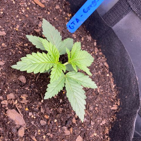 GTA Cargo growlog photo: I clipped 1 & 3 , they look like their responding well to the transplant