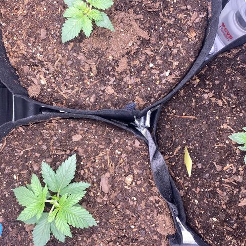 GTA Cargo growlog photo: Topping #1 very soon , the others have been responding well to the transplant & starting to grow after the clipping 