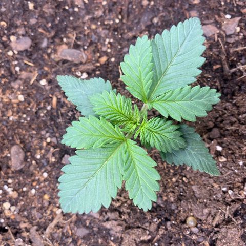 GTA Cargo growlog photo: Topping #1 very soon , the others have been responding well to the transplant & starting to grow after the clipping 