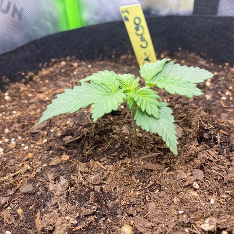 GTA Cargo growlog photo: Topping #1 very soon , the others have been responding well to the transplant & starting to grow after the clipping 