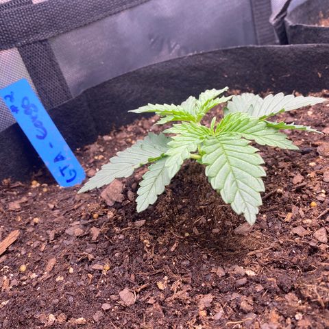 GTA Cargo growlog photo: Topping #1 very soon , the others have been responding well to the transplant & starting to grow after the clipping 