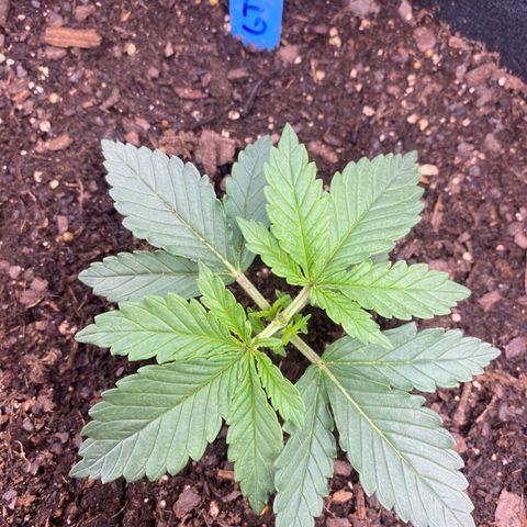 GTA Cargo growlog photo: Topping #1 very soon , the others have been responding well to the transplant & starting to grow after the clipping 