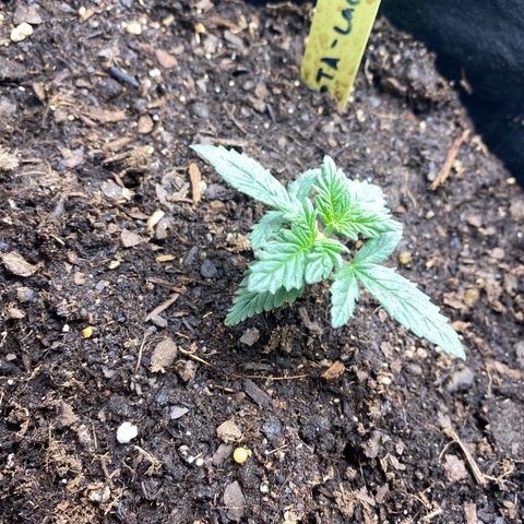 GTA Cargo growlog photo: Topping #1 very soon , the others have been responding well to the transplant & starting to grow after the clipping 