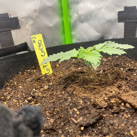 GTA Cargo growlog photo: Growing & growing !!!!