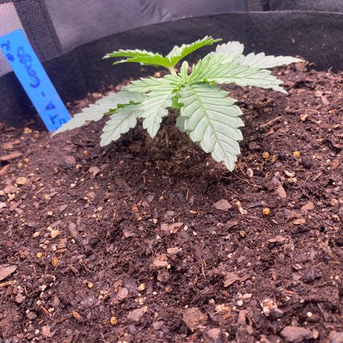 GTA Cargo growlog photo: Growing & growing !!!!