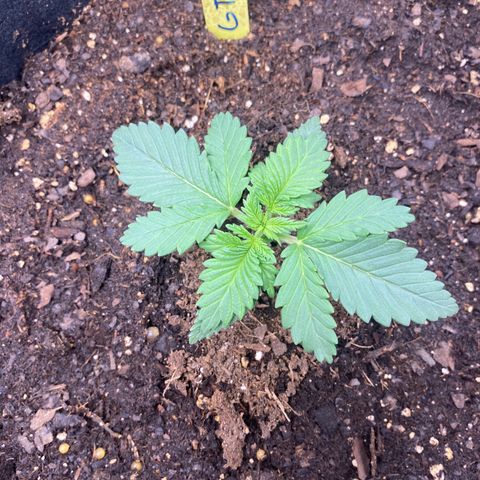 GTA Cargo growlog photo: Growing & growing !!!!