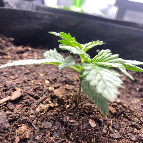 GTA Cargo growlog photo: Growing & growing !!!!