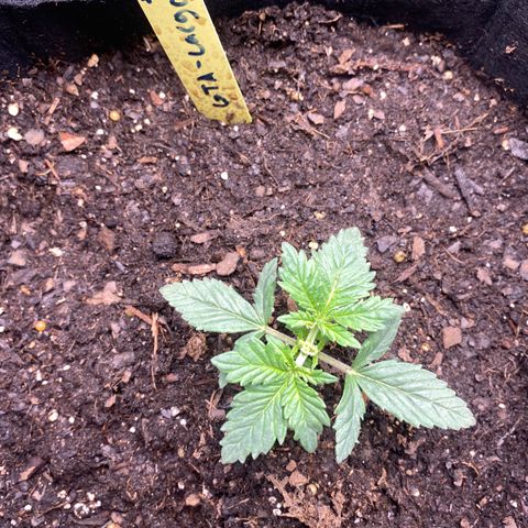 GTA Cargo growlog photo: Growing & growing !!!!