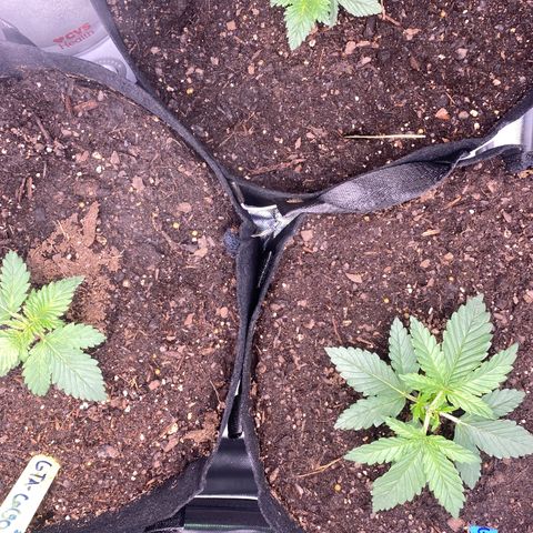 GTA Cargo growlog photo: Growing & growing !!!!