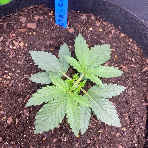 GTA Cargo growlog photo: Growing & growing !!!!