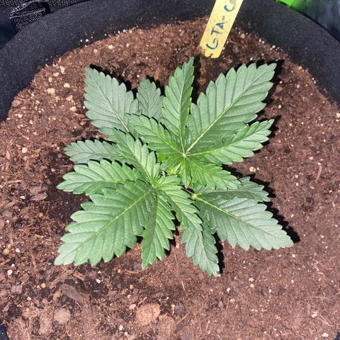 GTA Cargo growlog timeline photo
