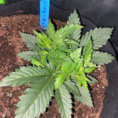 GTA Cargo growlog timeline photo