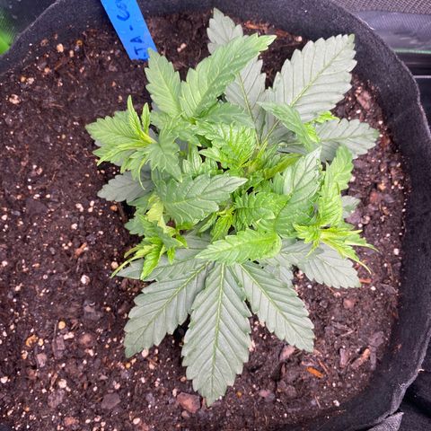 GTA Cargo growlog timeline photo